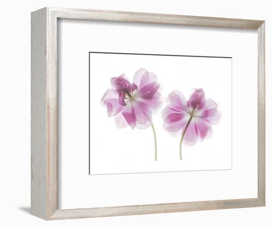 Double Tulip-Judy Stalus-Framed Art Print