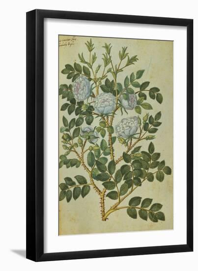 Double White Rose. from 'Camerarius Florilegium'-Joachim Camerarius-Framed Giclee Print