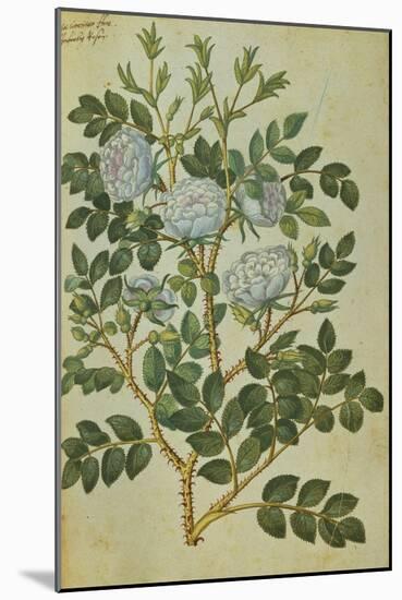 Double White Rose. from 'Camerarius Florilegium'-Joachim Camerarius-Mounted Giclee Print