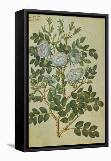 Double White Rose. from 'Camerarius Florilegium'-Joachim Camerarius-Framed Premier Image Canvas