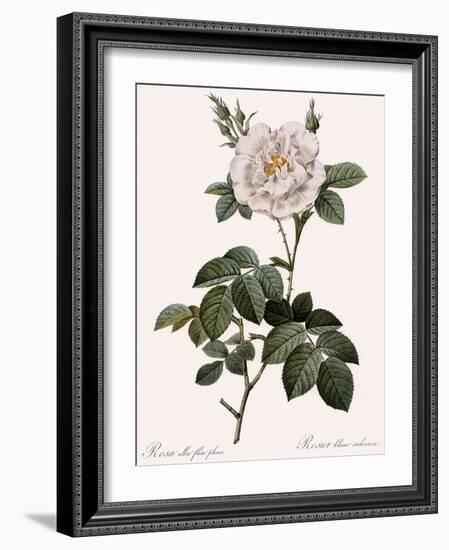 Double White Rose-Pierre Joseph Redoute-Framed Giclee Print