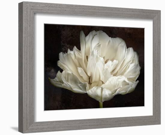 Double White Tulip-Cora Niele-Framed Photographic Print