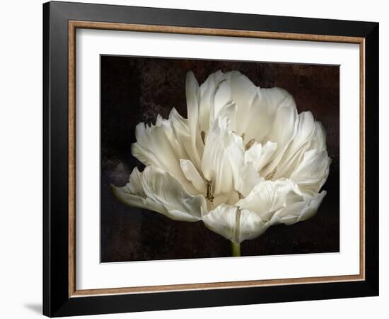 Double White Tulip-Cora Niele-Framed Photographic Print