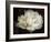 Double White Tulip-Cora Niele-Framed Photographic Print