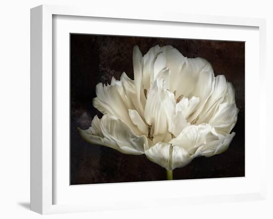 Double White Tulip-Cora Niele-Framed Photographic Print