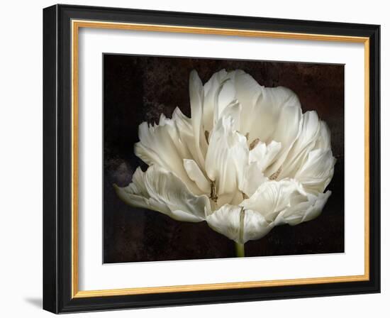 Double White Tulip-Cora Niele-Framed Photographic Print