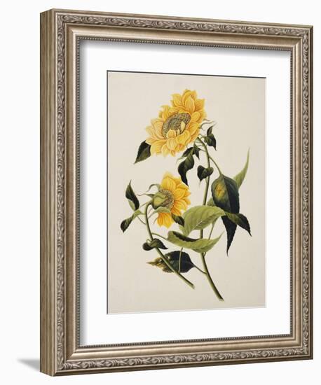 Double Yellow Hibiscus, circa 1800-null-Framed Giclee Print