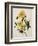 Double Yellow Hibiscus, circa 1800-null-Framed Giclee Print