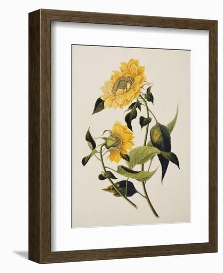 Double Yellow Hibiscus, circa 1800--Framed Giclee Print