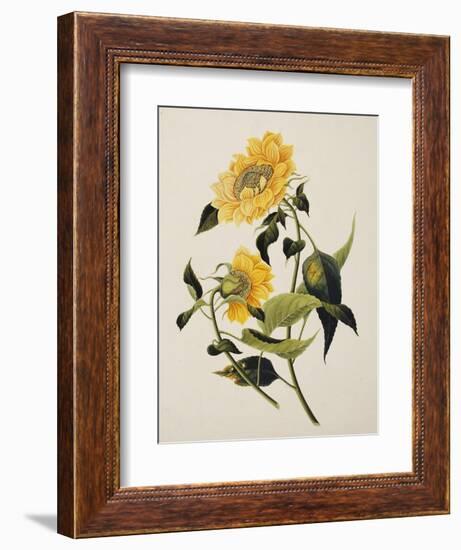 Double Yellow Hibiscus, circa 1800-null-Framed Giclee Print