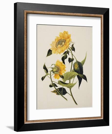 Double Yellow Hibiscus, circa 1800-null-Framed Giclee Print