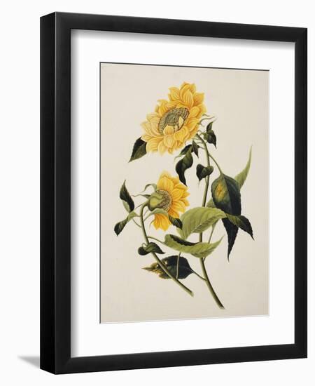 Double Yellow Hibiscus, circa 1800--Framed Giclee Print