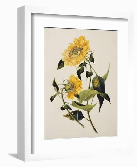 Double Yellow Hibiscus, circa 1800-null-Framed Giclee Print