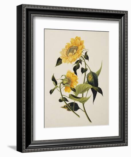 Double Yellow Hibiscus, circa 1800-null-Framed Giclee Print