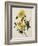 Double Yellow Hibiscus, circa 1800-null-Framed Giclee Print