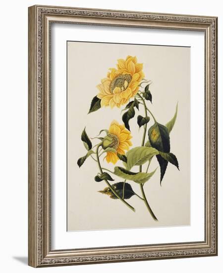 Double Yellow Hibiscus, circa 1800-null-Framed Giclee Print