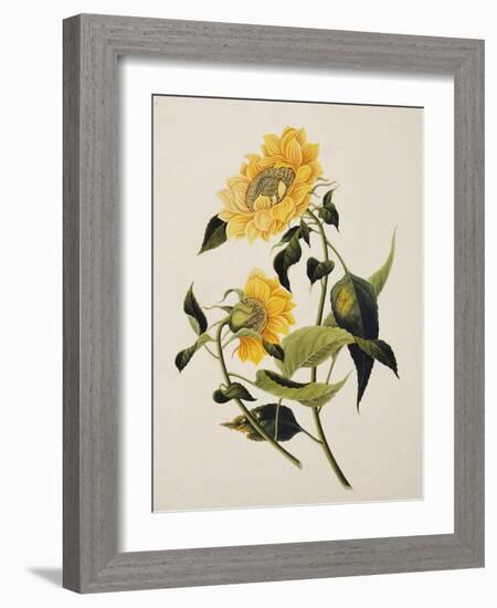 Double Yellow Hibiscus, circa 1800-null-Framed Giclee Print