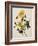 Double Yellow Hibiscus, circa 1800-null-Framed Giclee Print