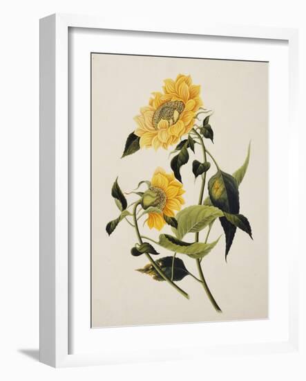 Double Yellow Hibiscus, circa 1800-null-Framed Giclee Print