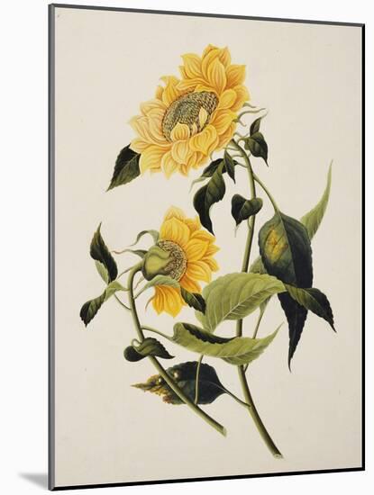 Double Yellow Hibiscus, circa 1800-null-Mounted Giclee Print