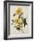 Double Yellow Hibiscus, circa 1800-null-Framed Giclee Print