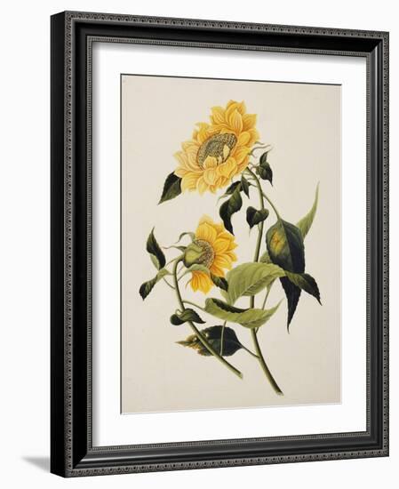 Double Yellow Hibiscus, circa 1800-null-Framed Giclee Print