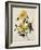 Double Yellow Hibiscus, circa 1800-null-Framed Giclee Print