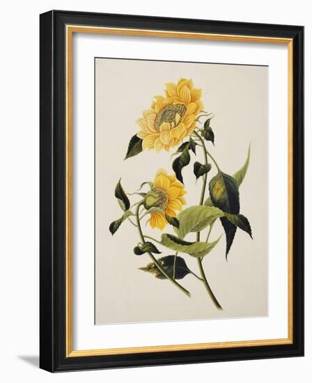 Double Yellow Hibiscus, circa 1800-null-Framed Giclee Print