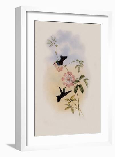 Doubleday's Hummingbird, Circe Doubledayi-John Gould-Framed Giclee Print