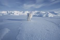 Polar Bears-Doug Allan-Photographic Print