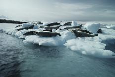 Harp seal pup swimming under sea ice, Canada-Doug Allan-Photographic Print