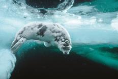 Harp seal pup swimming under sea ice, Canada-Doug Allan-Photographic Print