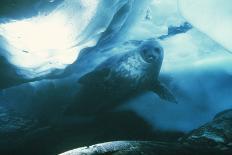 Weddell Seals-Doug Allan-Framed Photographic Print