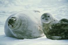 Harp seal pup swimming under sea ice, Canada-Doug Allan-Framed Photographic Print