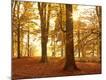 Photographic Print