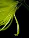 Premium Photographic Print
