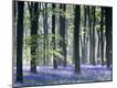 Premium Photographic Print