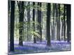 Premium Photographic Print