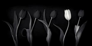 Floral Froth I-Doug Chinnery-Premium Photographic Print