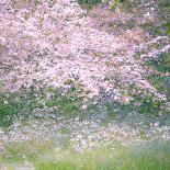 Castle Island-Doug Chinnery-Photographic Print