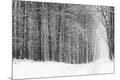Photographic Print