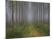 Premium Photographic Print