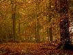 Premium Photographic Print