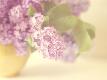 Premium Photographic Print