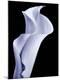 Premium Photographic Print