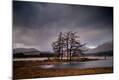 Photographic Print