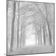 Premium Photographic Print