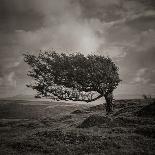 Lindisfarne-Doug Chinnery-Premium Photographic Print
