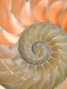 Nautilus Wall Art Prints Art Com