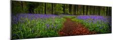 Premium Photographic Print